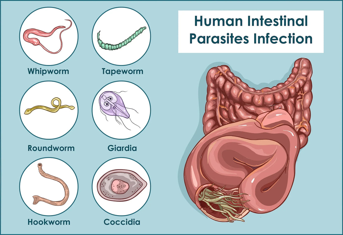 Intestinal Parasite Infestation in Americans: Can RIFE Therapy Offer Relief?