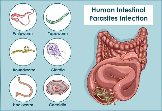 Intestinal Parasite Infestation in Americans: Can RIFE Therapy Offer Relief?